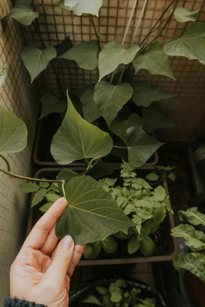 Comment bien réussir un potager balcon ?