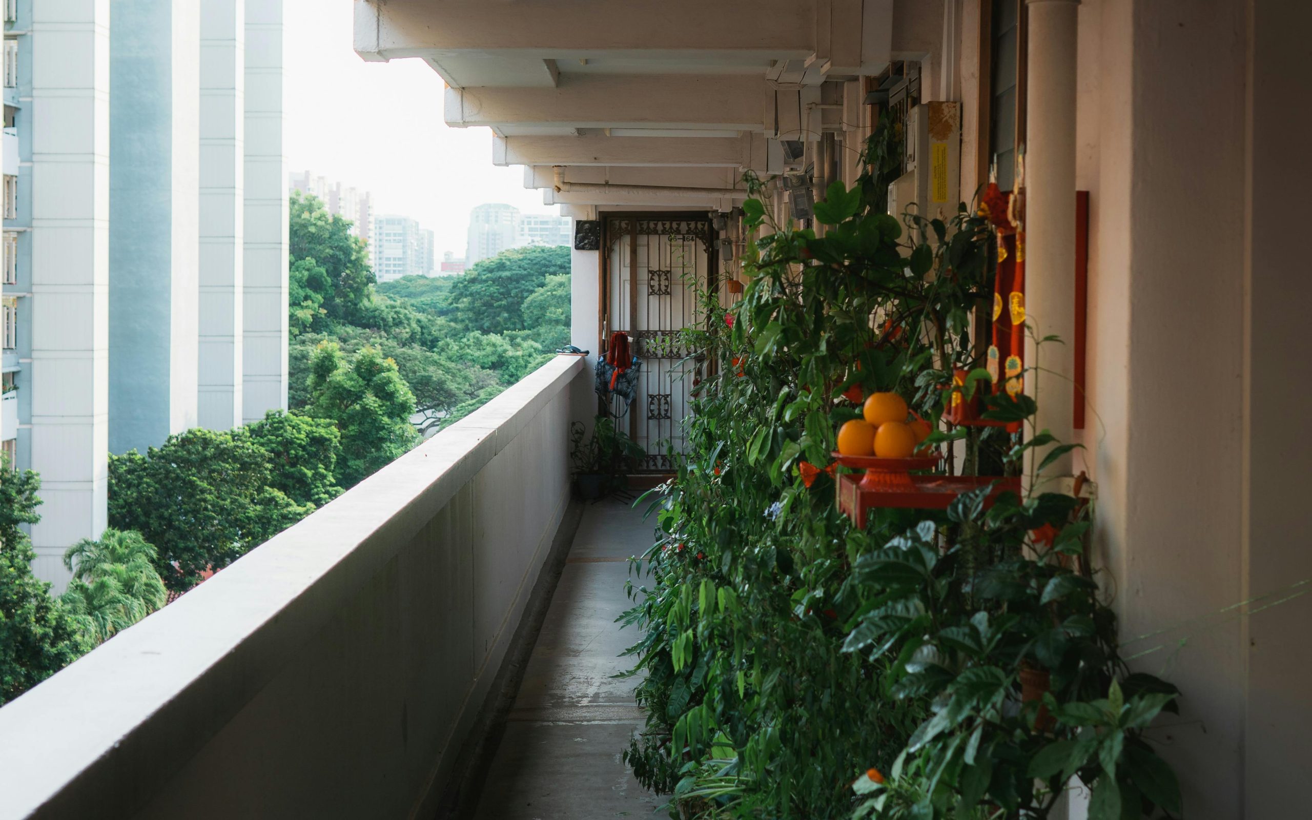 Récolte de légumes sur balcon