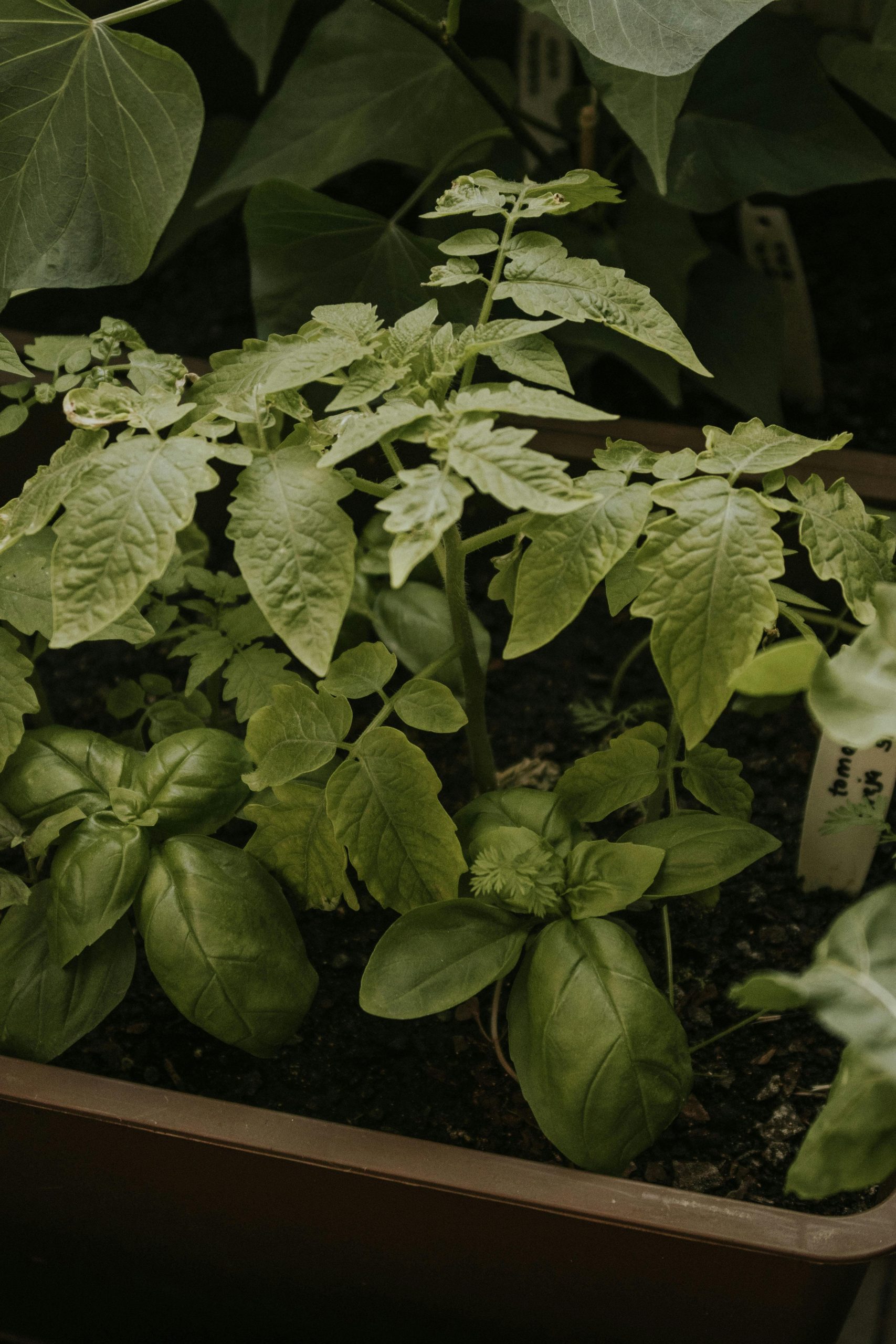 Détail du substrat et terreau pour potager balcon