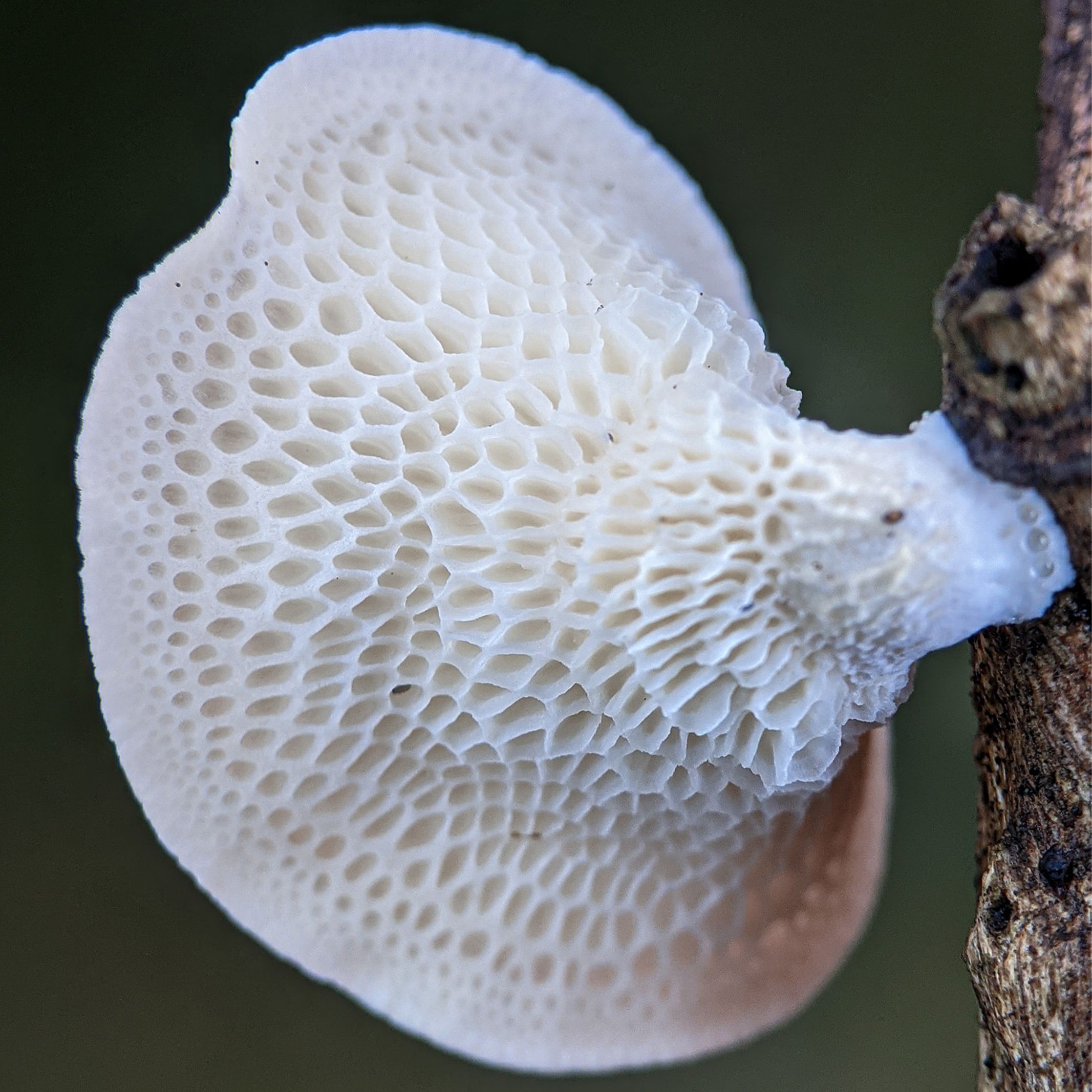 Detailed image of a white fungus growing on a tree branch, showcasing texture and pattern. Image détaillée d'un champignon blanc poussant sur une branche d'arbre, mettant en avant la texture et le motif.