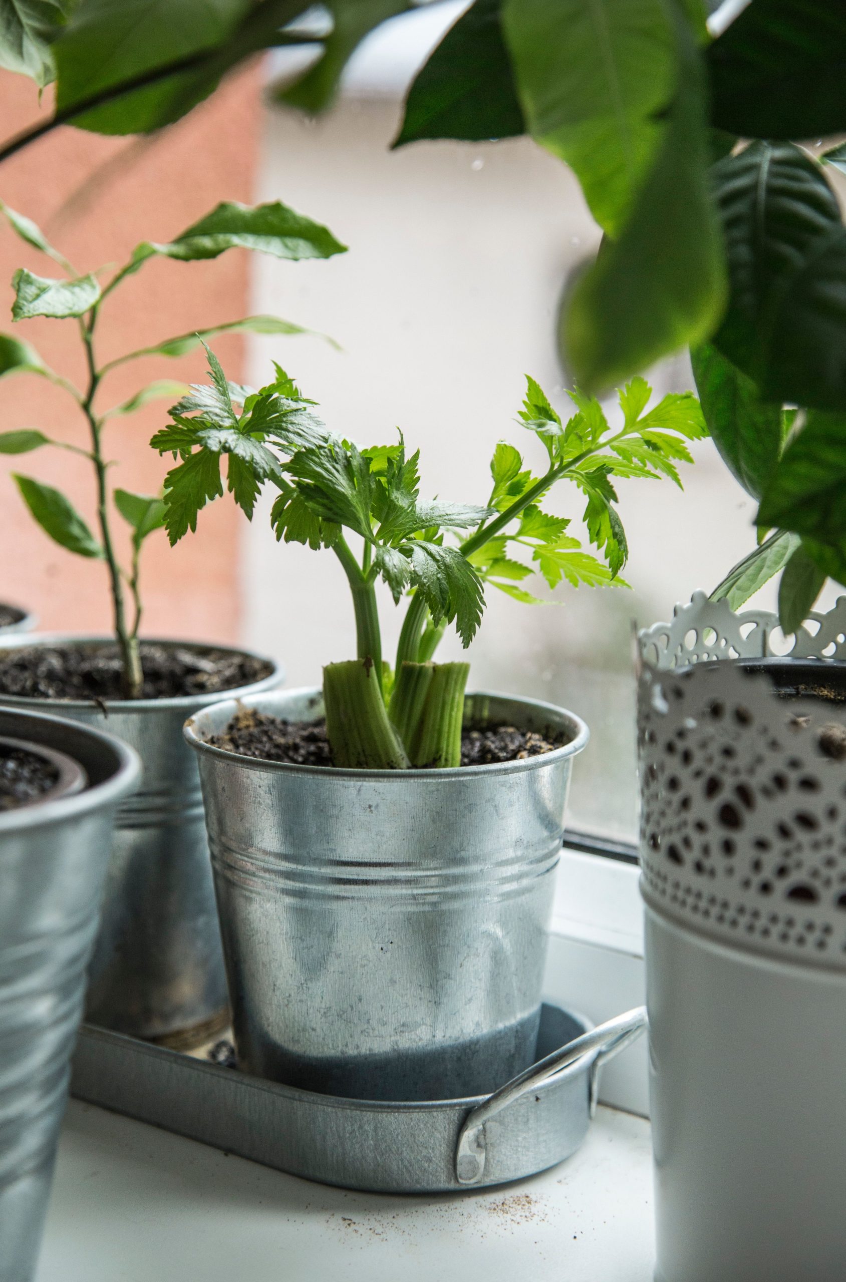 Lush young celery plant growing in metal pot and placed on windowsill near potted houseplant in daylight Une jeune plante de céleri luxuriante poussant dans un pot en métal et placée sur un rebord de fenêtre près d'une plante d'intérieur en pot à la lumière du jour.