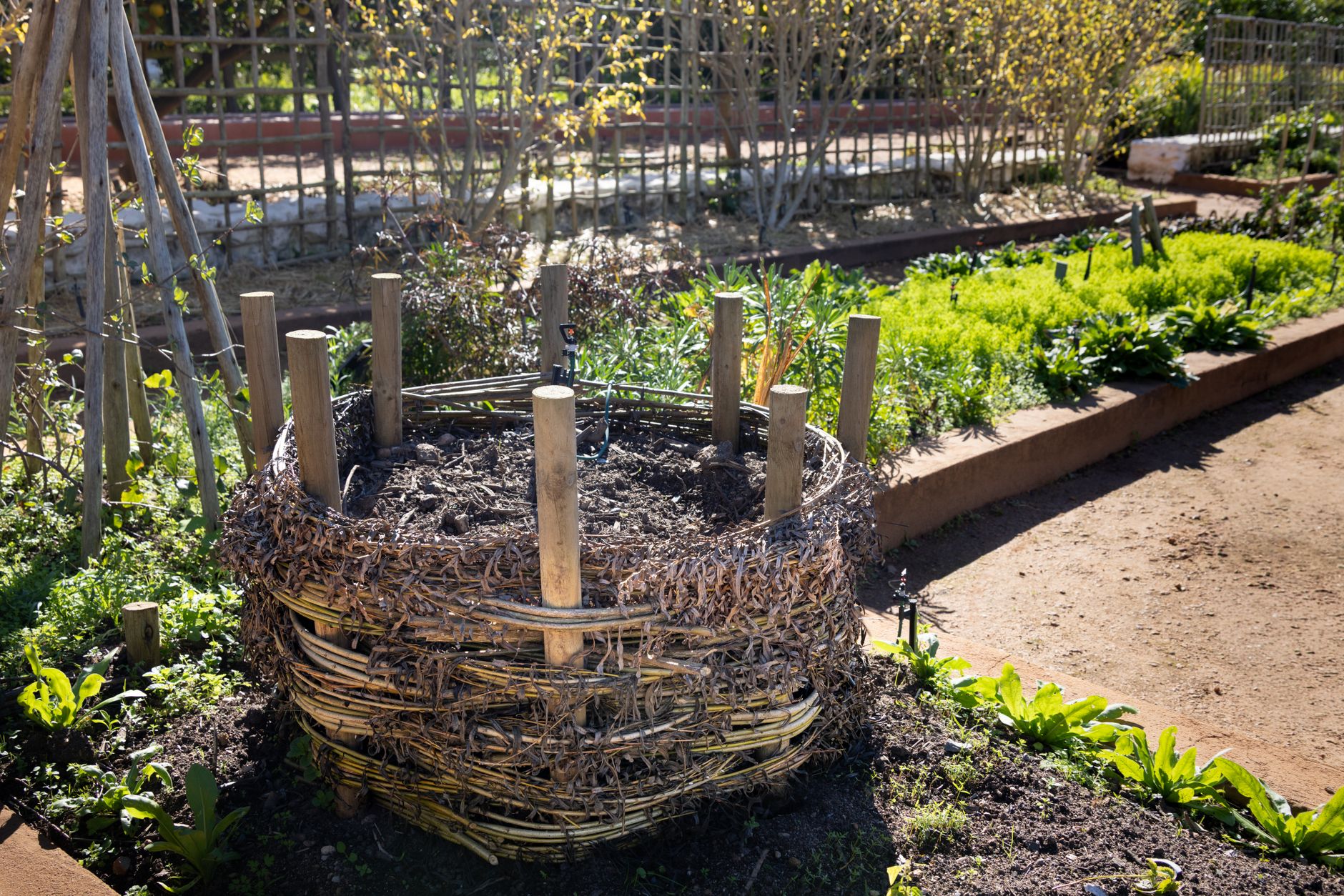 Cendres de bois épandues sur un compost de jardin