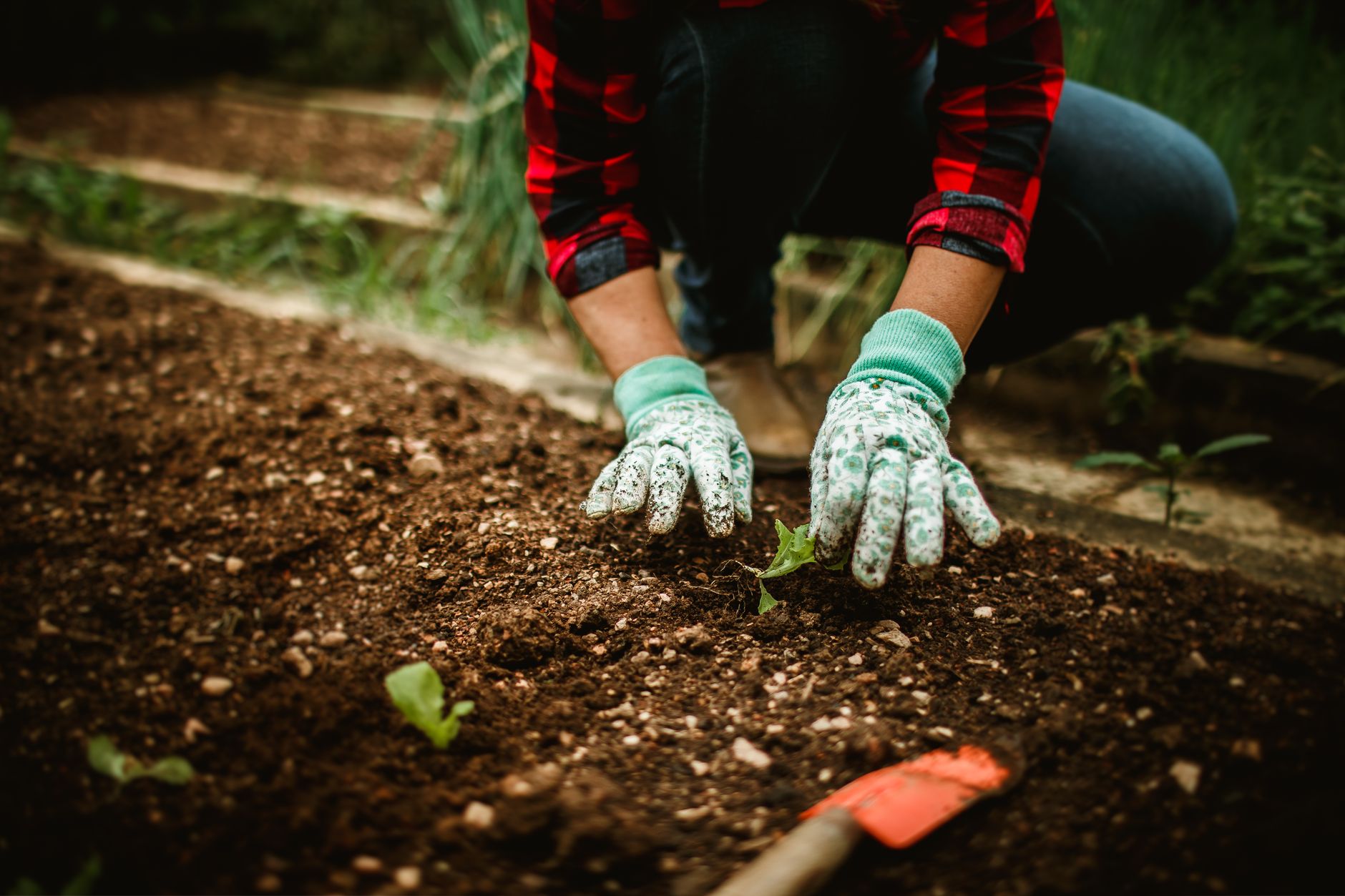 Mains de jardinier travaillant une terre de potager