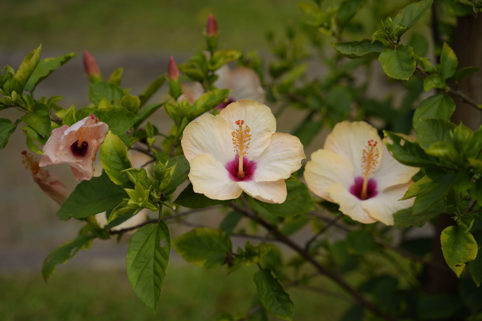 Arbuste d'hibiscus couvert de fleurs