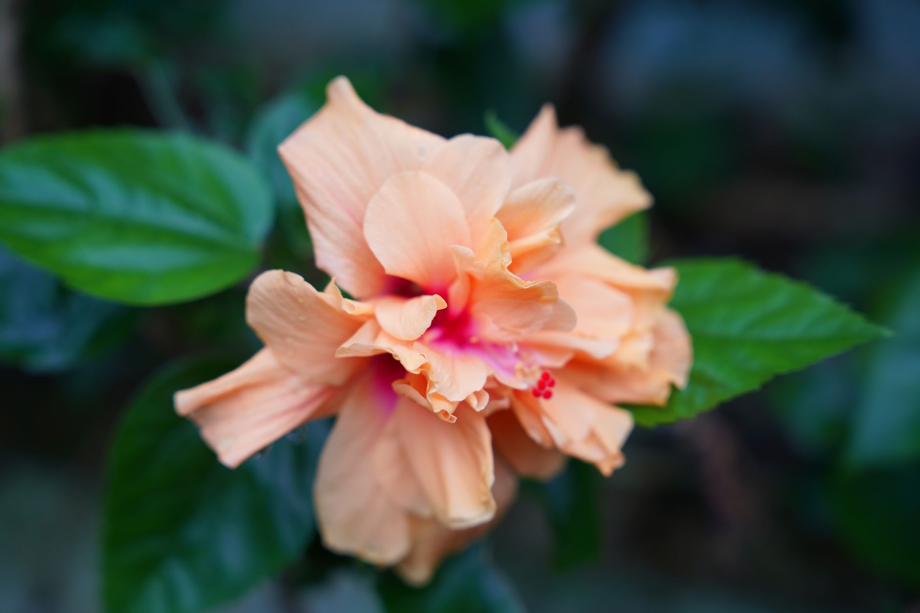 Fleur d'hibiscus pêche en pleine floraison