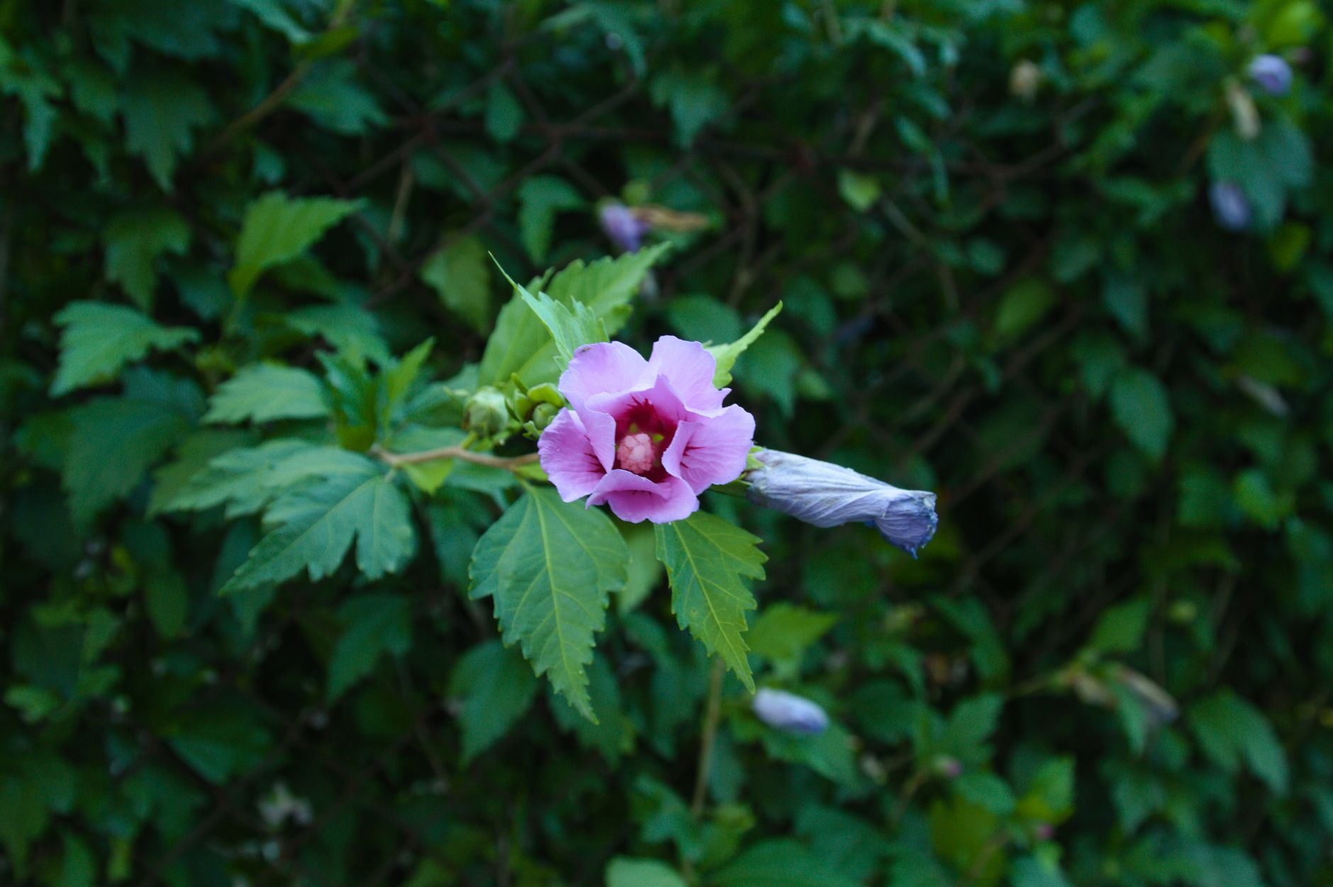 Fleur d'hibiscus violette en gros plan