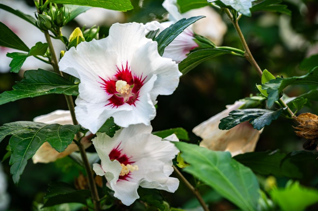 Quand tailler un hibiscus : la période idéale