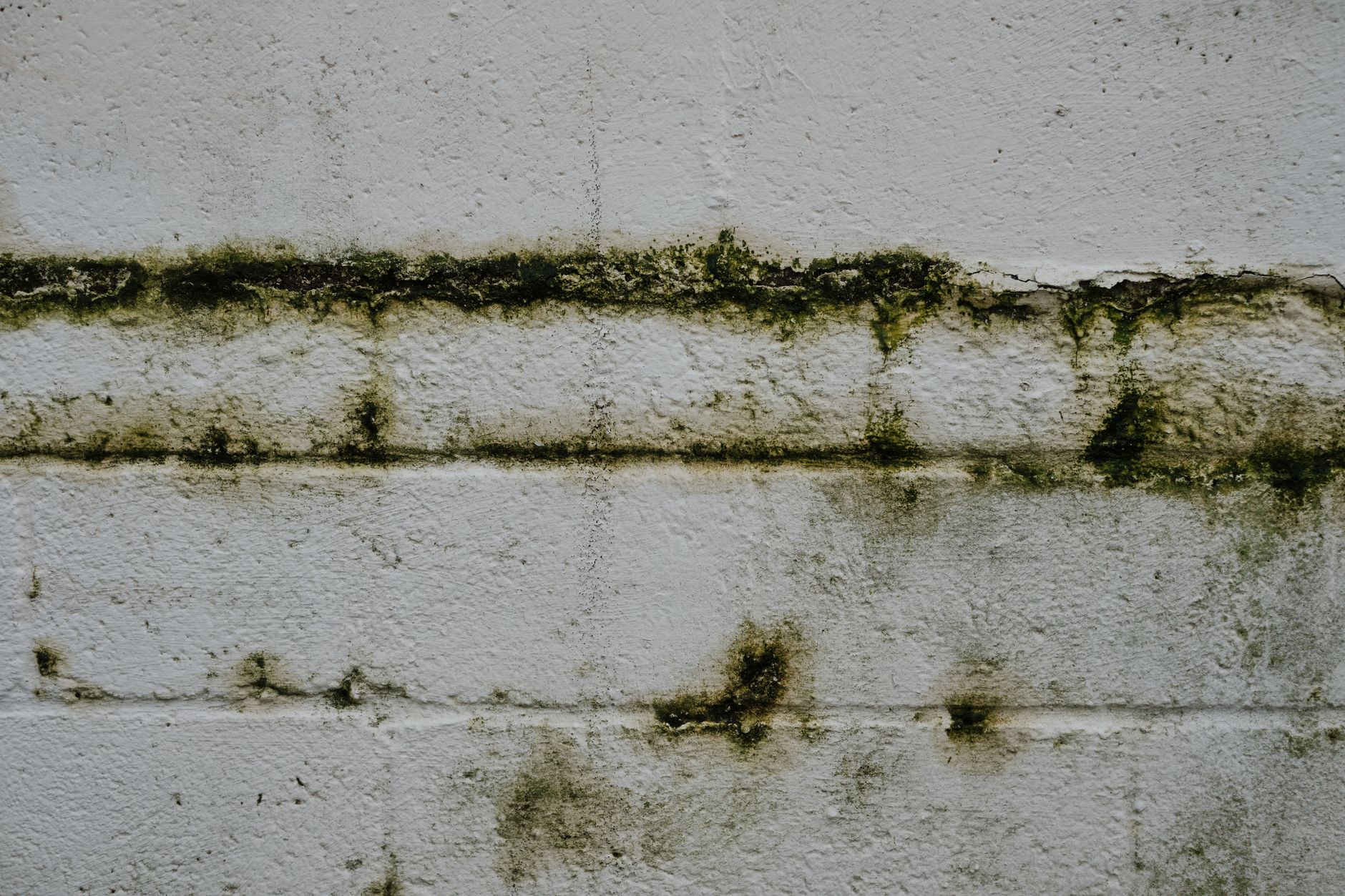 Mur en brique ancien envahi par la mousse