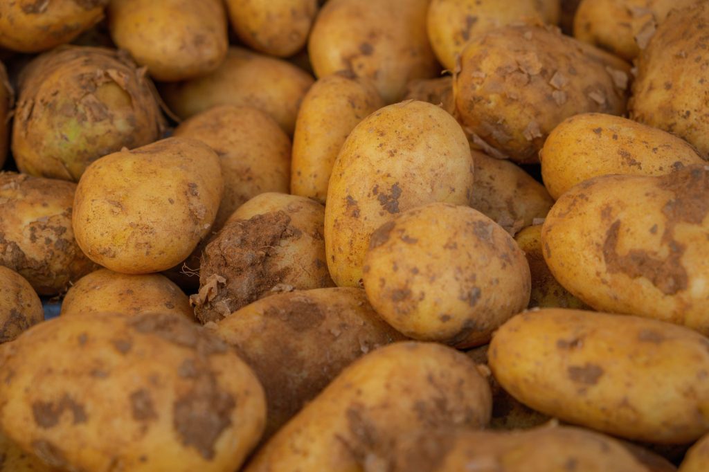 Récolter les pommes de terre nouvelles au bon moment