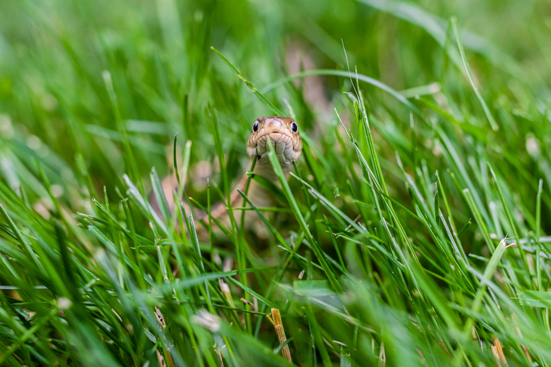 Serpent glissant entre les brins d'herbe