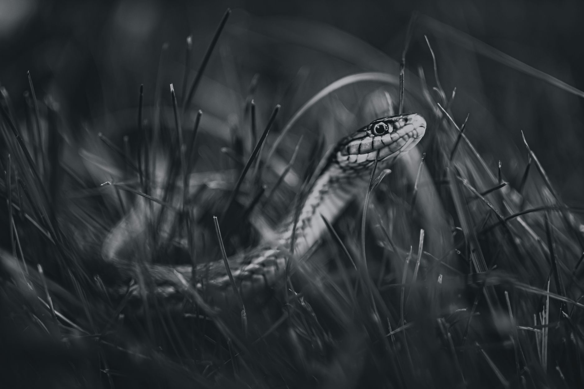 Gros plan sur un serpent camouflé dans l'herbe