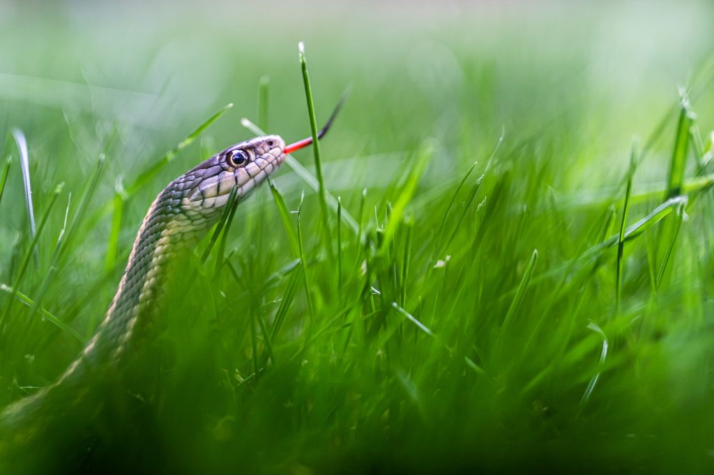 Faire fuir les serpents du jardin naturellement